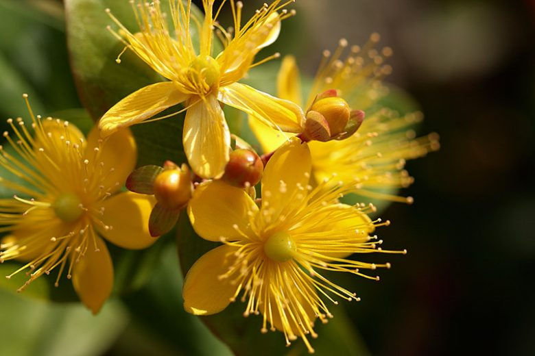 Thumbnail: Hypericum Herbal Oil 100mls