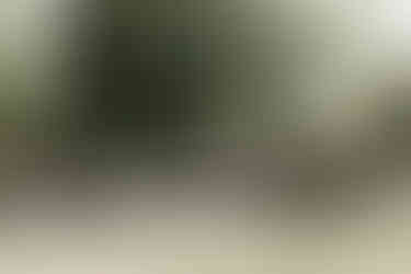 Die Hochzeitstafel auf der Wiese im KulturGut Wrechen, umgeben von großen, schattenspendenden Bäumen, mit den Gästen, die gemeinsam den festlichen Moment genießen.