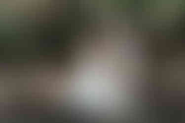 Brautpaar tanzt in der idyllischen Natur des KulturGut Wrechen – die Braut dreht sich an der Hand ihres Bräutigams, während ihr Brautkleid in seidigen, fließenden Bewegungen durch die Luft gleitet.