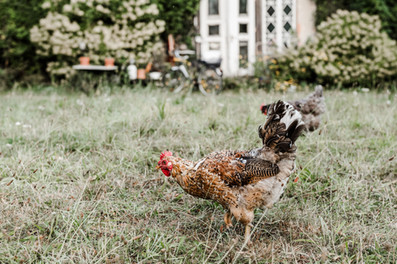Frei herumlaufende Hühner verleihen der Hochzeit auf dem KulturGut Wrechen eine ländliche Atmosphäre.