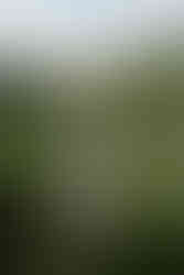 Mit Schilf bewachsener Steg am See vom KulturGut Wrechen – perfekte natürliche Kulisse für Boho-Hochzeiten