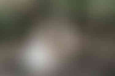 In der malerischen Natur des KulturGut Wrechen tanzt das Brautpaar zusammen, die Braut dreht sich an der Hand des Bräutigams, während ihr Brautkleid in sanften Bewegungen im Wind weht.