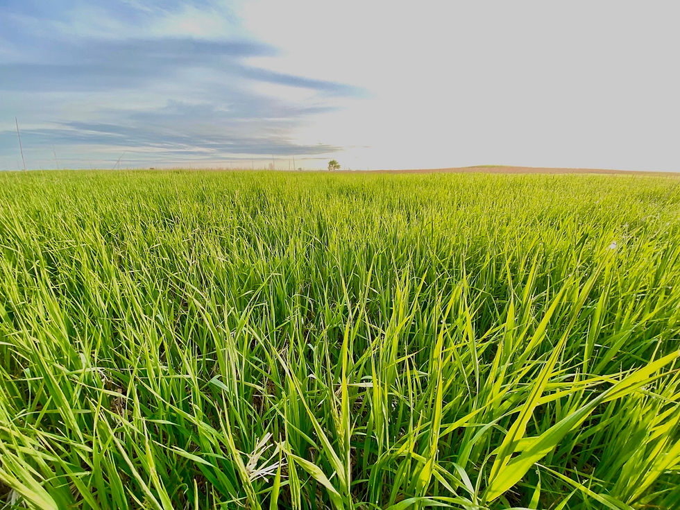 A sea of grass in eastern South Dakota