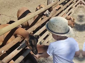 Rehe füttern am Gehege