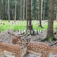 Rehe und Tiere füttern