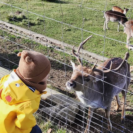 Sonnenwald-Erlebnispfad mit dem Jackl-Kobold