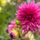 Thumbnail: Café Au Lait Rose