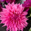 Thumbnail: Café Au Lait Rose