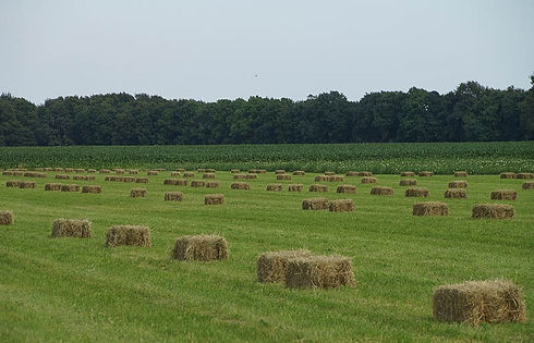 hooien.jpg