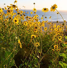 Wildflowers 5