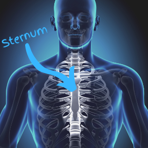 Image of skeleton with the sternum highlighted, the vertical bone running down the front of your chest where the ribcage meets.
