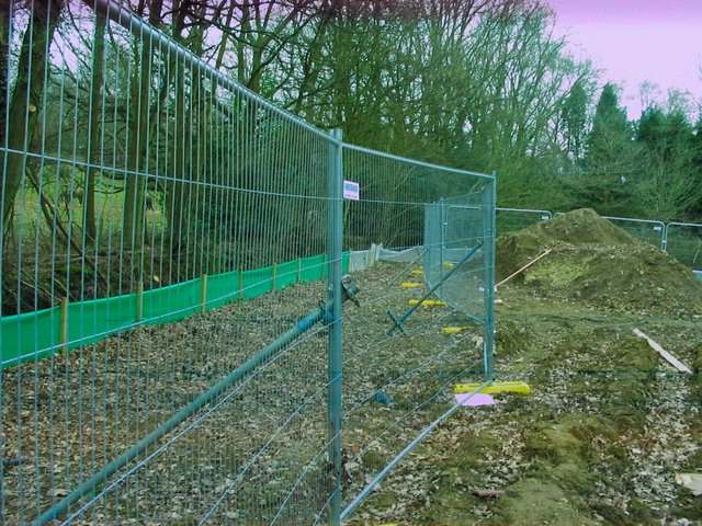 Tree protection Surrey