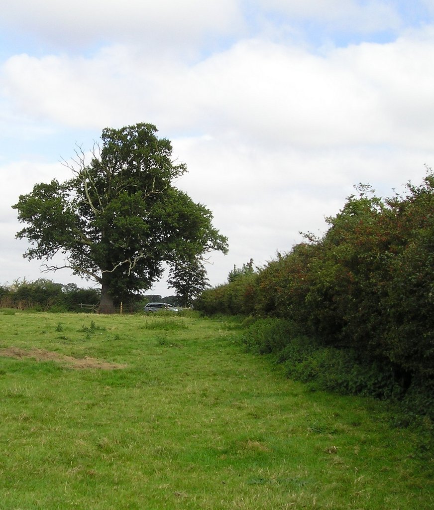 Native hedgerows Leicestershire