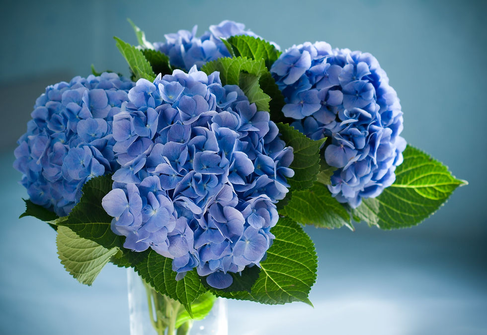 Blue Hydrangeas