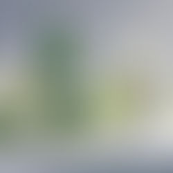 The Gentle Power of White Lilies -A Quiet Way to Show Respect