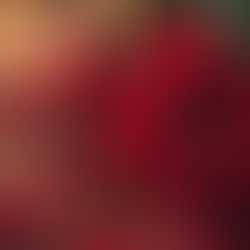 5 Thoughtful Ways to Make a Premium Rose Bouquet Last Longer