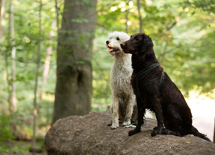 Zwei Hunde auf einem Baumstamm