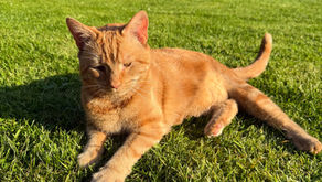 Spring Is Here… and So Is Your Chance to Stop Overpaying Tax