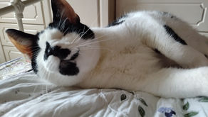 Potus has completed his final term in office.