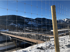 Wildlife Vehicle Crashes Are Frequent In Summit And Wasatch Counties
