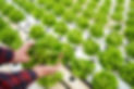 Hydroponic Lettuce_edited.jpg