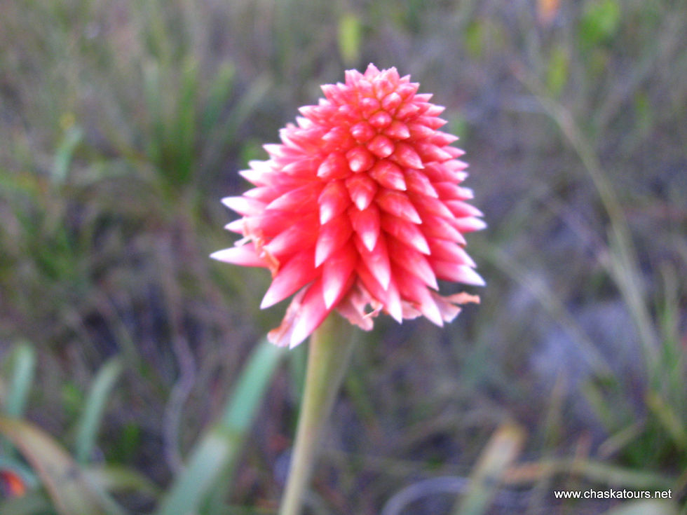 Thumbnail: Untamed Colombia: Nature and Adventure Without Limits (18 Days)