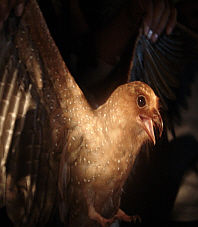 Thumbnail: Expedition to the Cueva de los Guácharos from/to San Agustín (3 Days)
