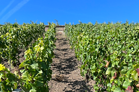 champagne tour france