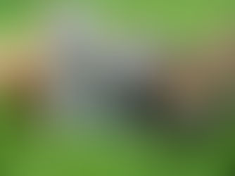 International Cat Day — A Time to Celebrate Our Fur Babies!