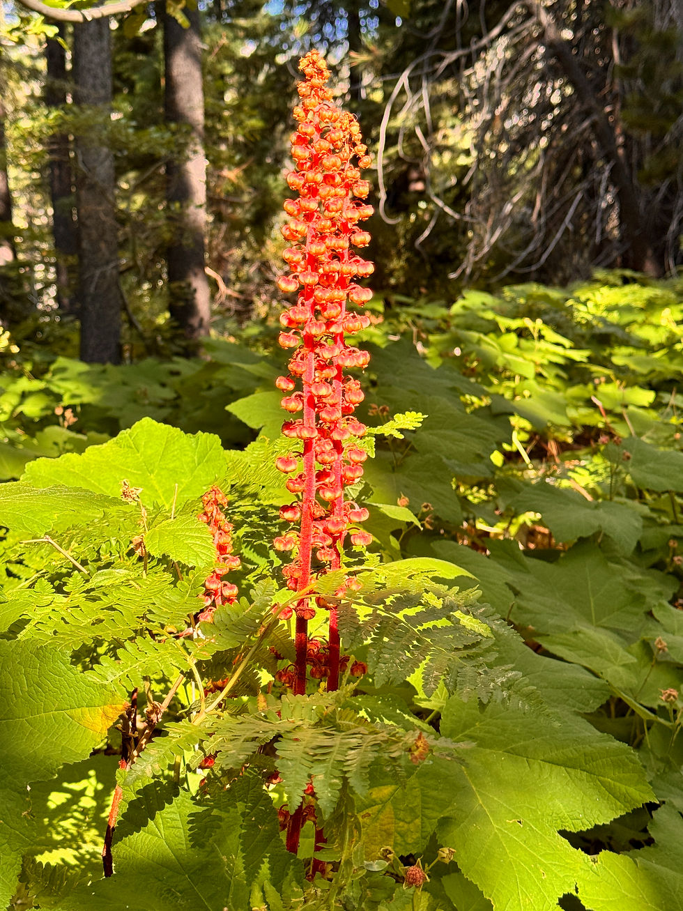 Woodland Pinedrops
