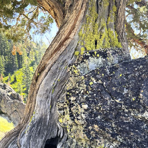 The Defiant & Elegant Ones: Junipers Above Olympic Valley