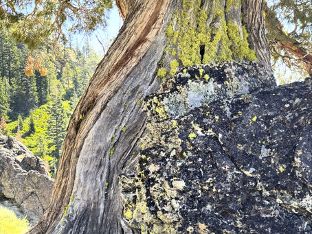 The Defiant & Elegant Ones: Junipers Above Olympic Valley