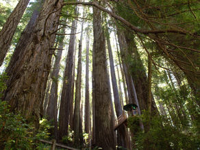 What If Trees Could Talk?