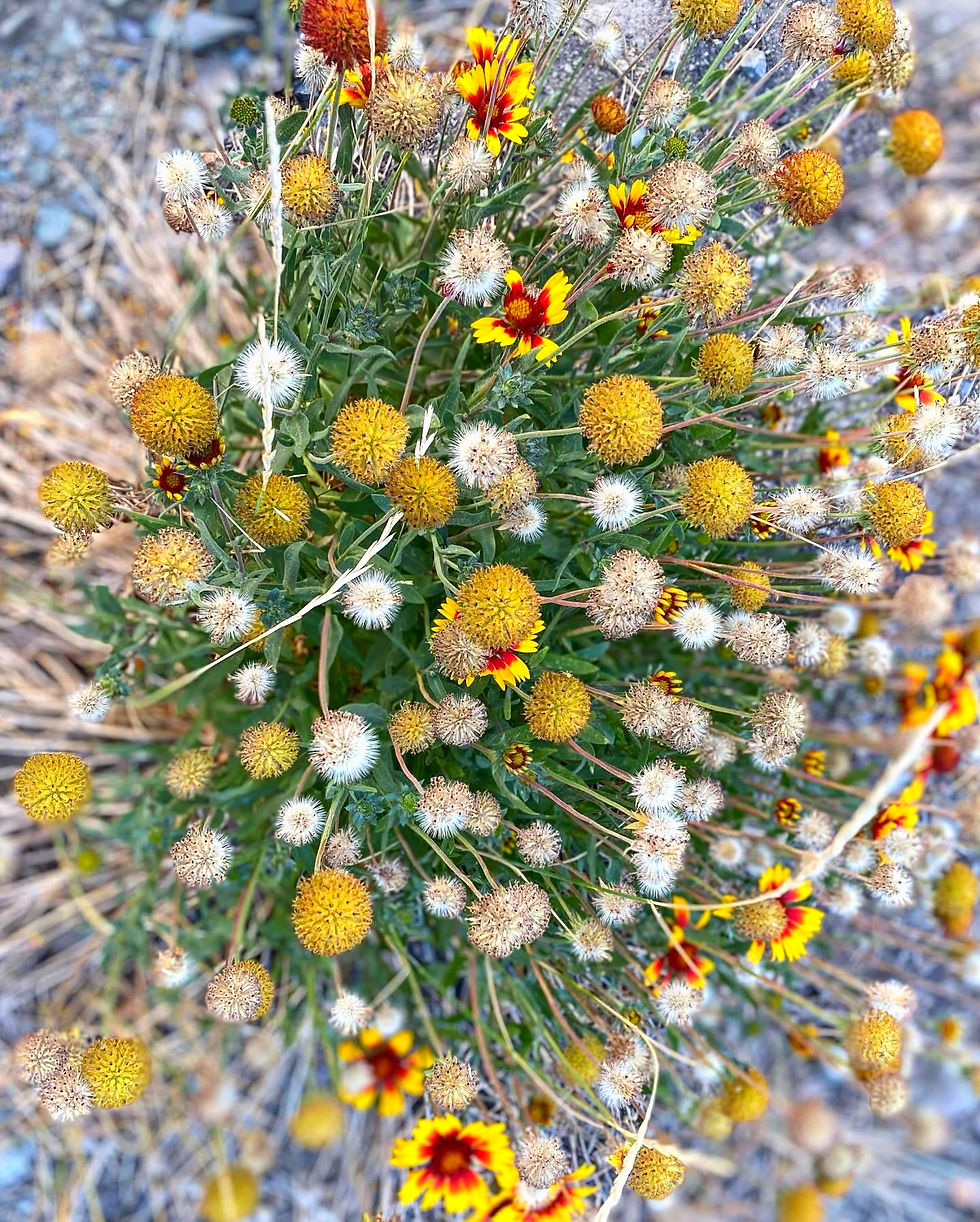 Wildflowers