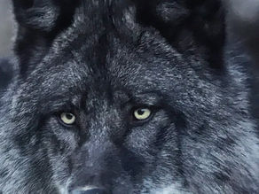 The Wolf We Draw