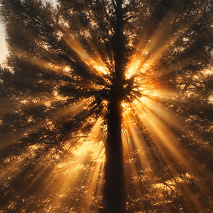 The Lost Art of Feeling Alive 