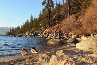 Two Ducks and a Private Cove.jpg