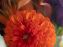 13 - Orange