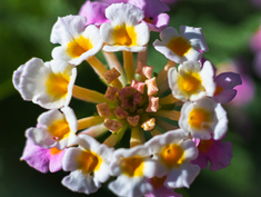 12 - Macro