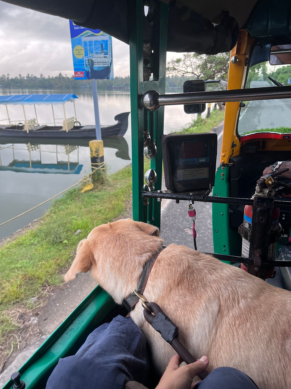 Labrador rickshaw Kerala
