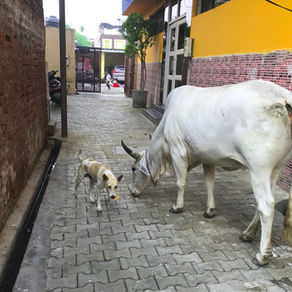Places to Visit and Things to Do in Agra in One Day Only!