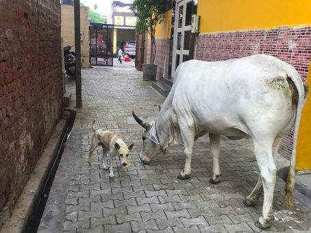 Places to Visit and Things to Do in Agra in One Day Only!