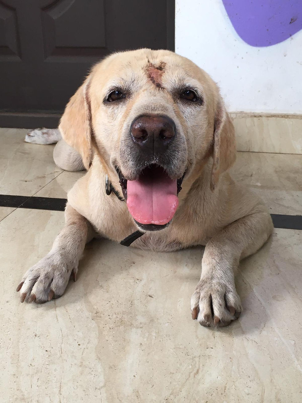 Della rescue dog Kerala