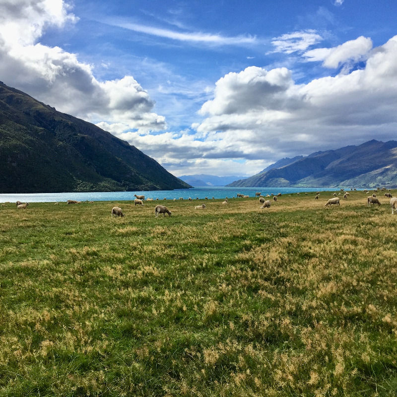 Sheep in a field with a crystal lake in kingston New Zealand
