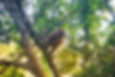 Been Tours Bangladesh primate