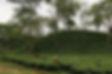 Been Tours Bangladesh Tea Pickers
