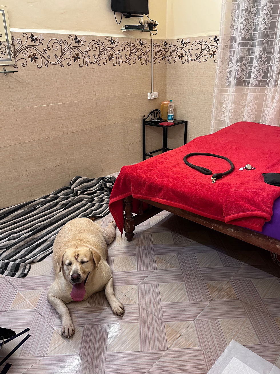 Golden Labrador red bed Goa