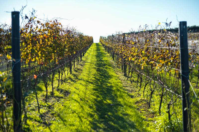 A vineyard on waiheke island