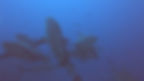 Bull Sharks Fiji