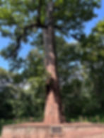 One of the tallest Teak trees in the world at Parambikulam
